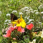 Horska Primula - 1000 M Nad Morom Hotel 3*
