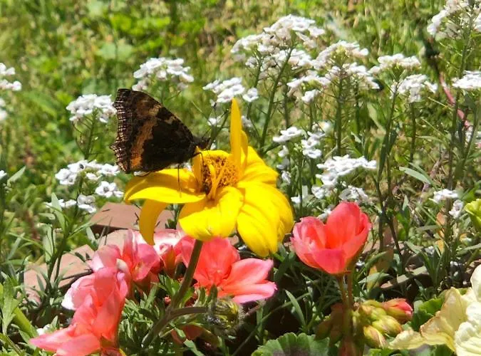 Horska Primula - 1000 M Nad Morom Hotel 3*